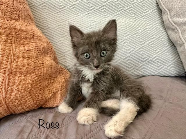 Ross