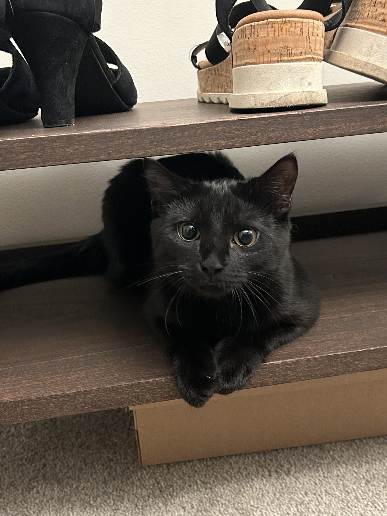 Boo - Complimentary posting