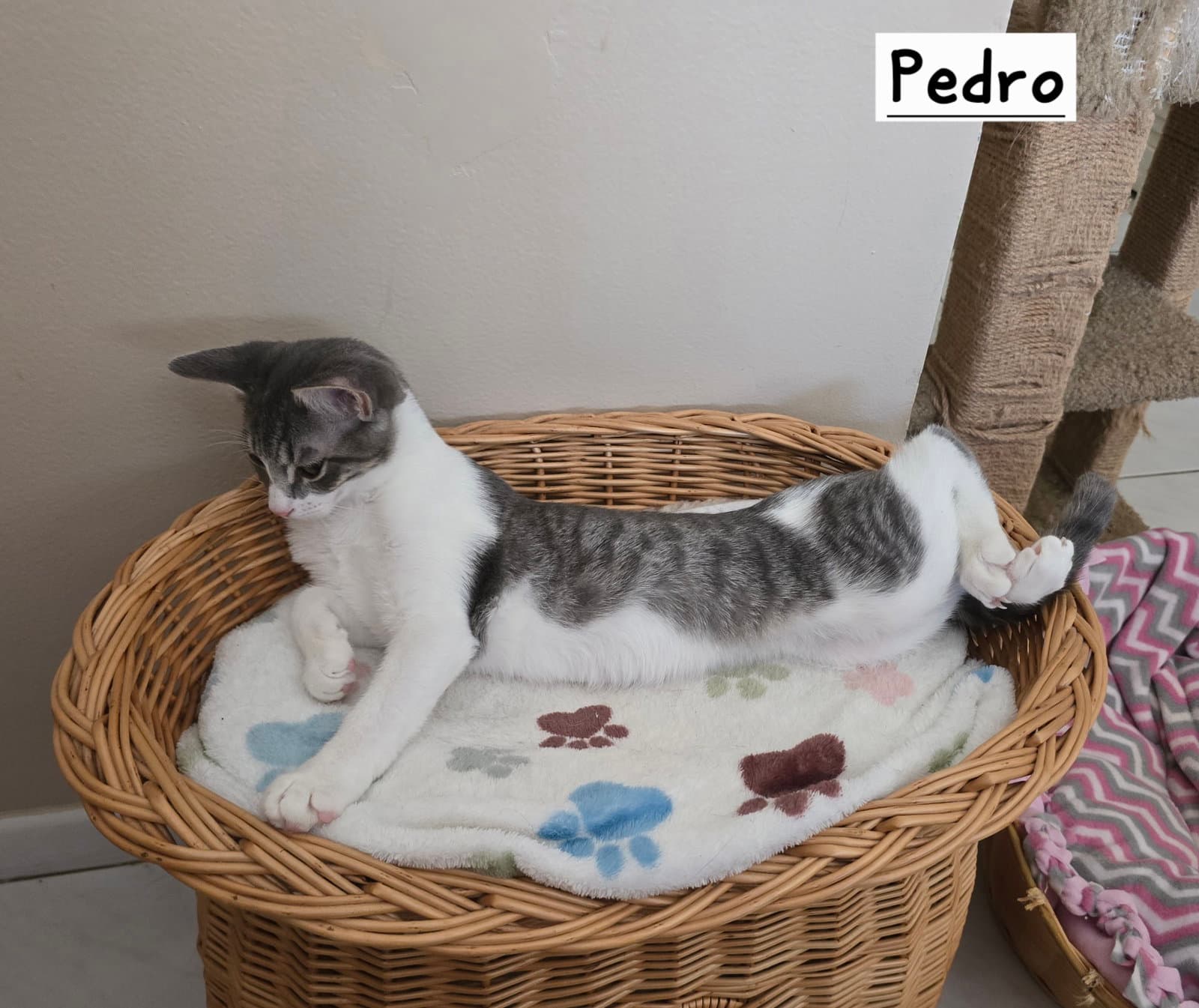 Pedro