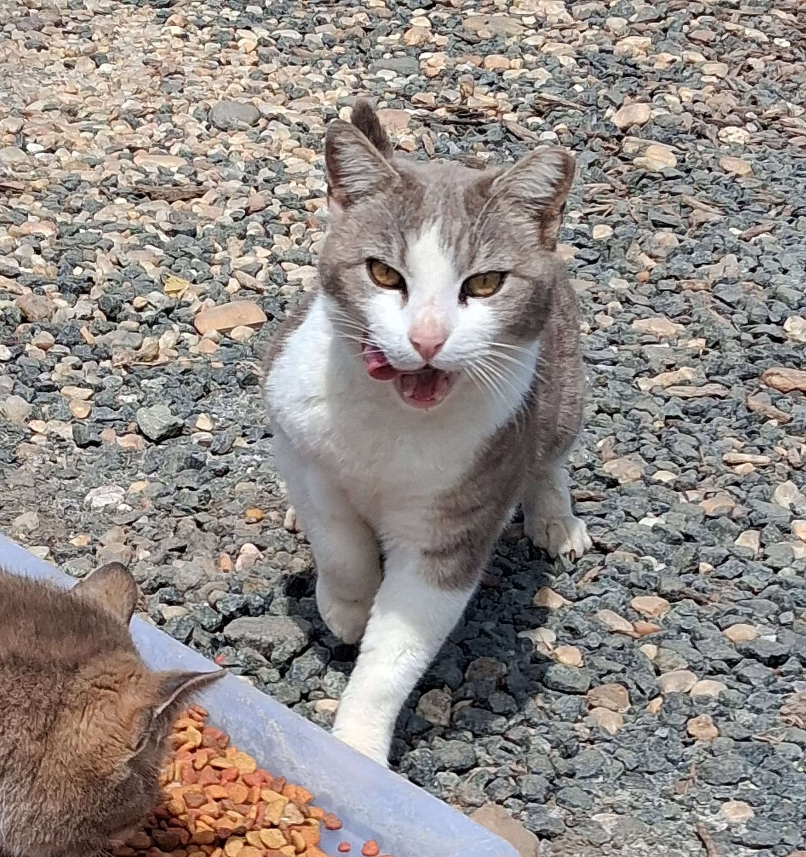 barn home cats