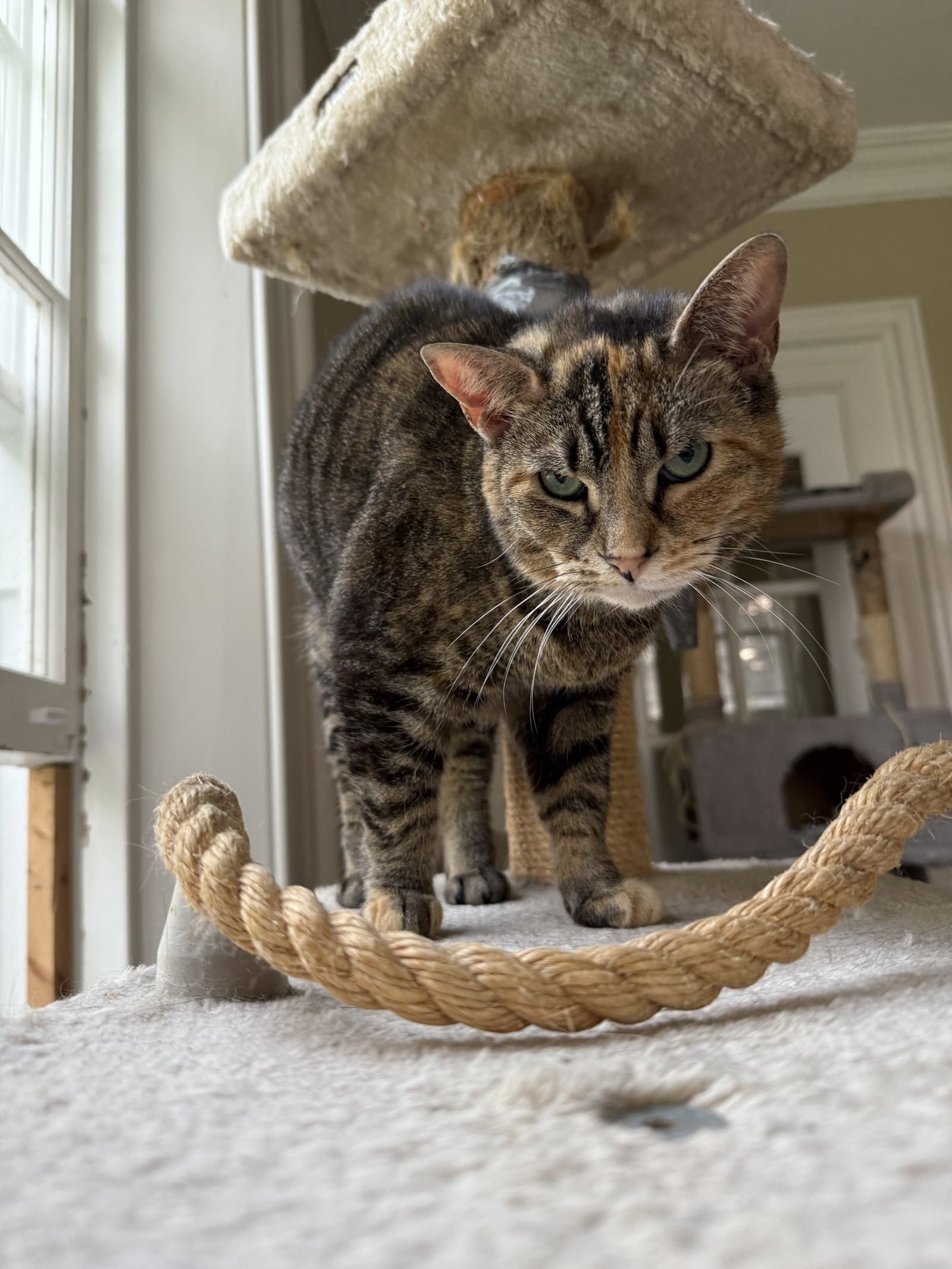 Taffy - - Sponsored by Angela & Mario