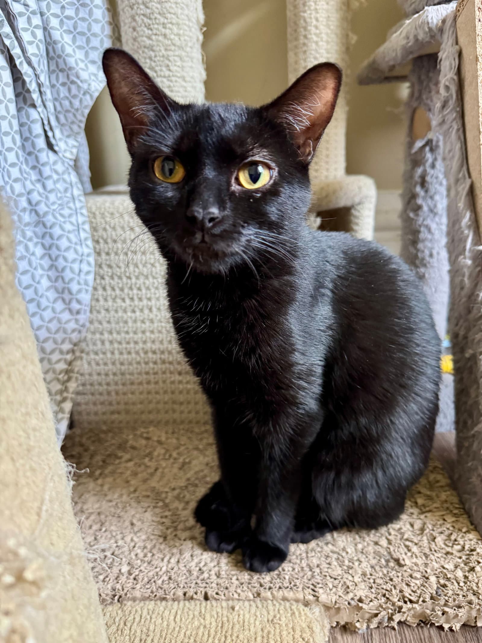 Luna