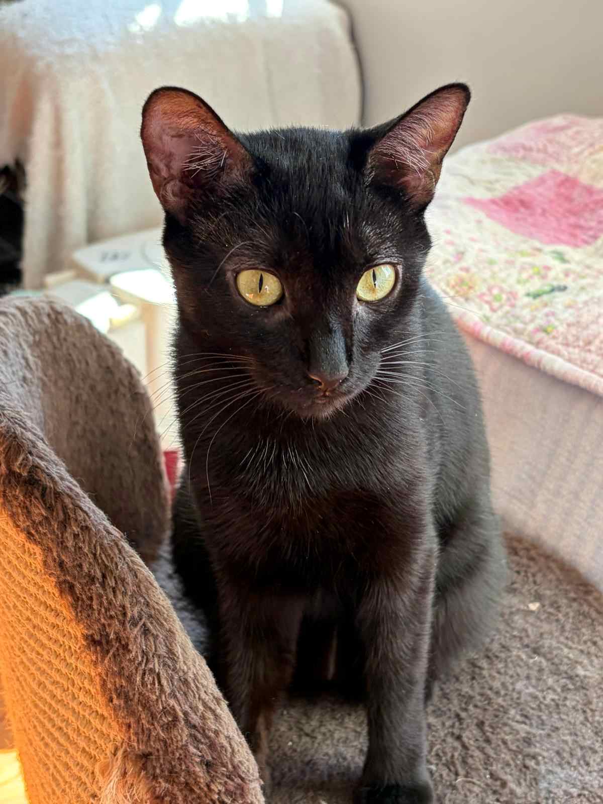 Trixie