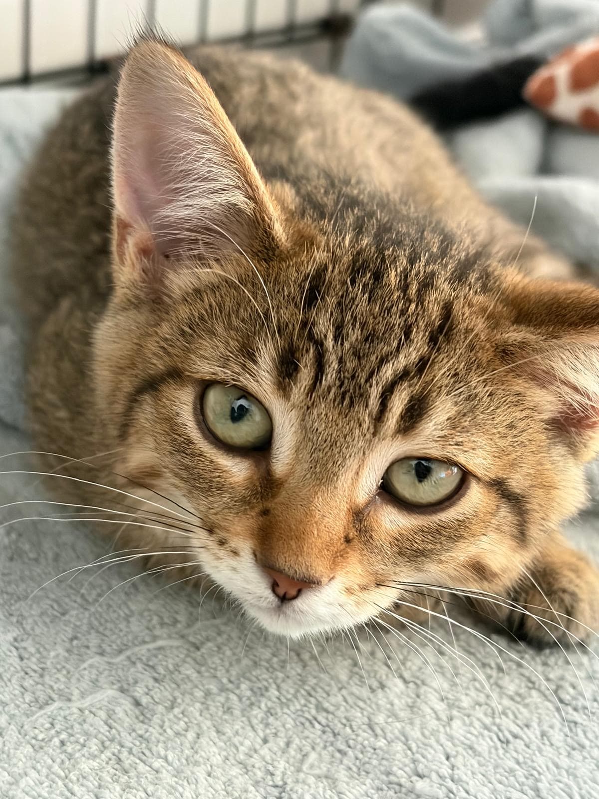 Fifi