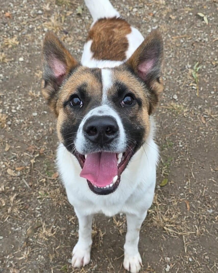 Odin