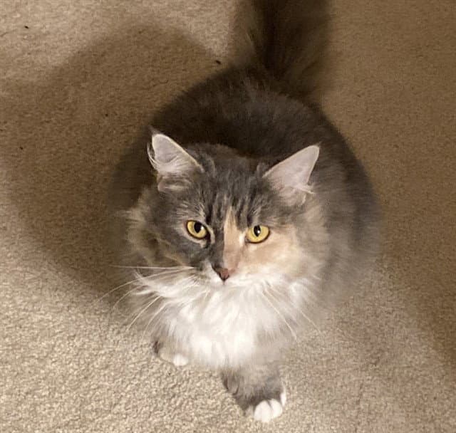 Maeve