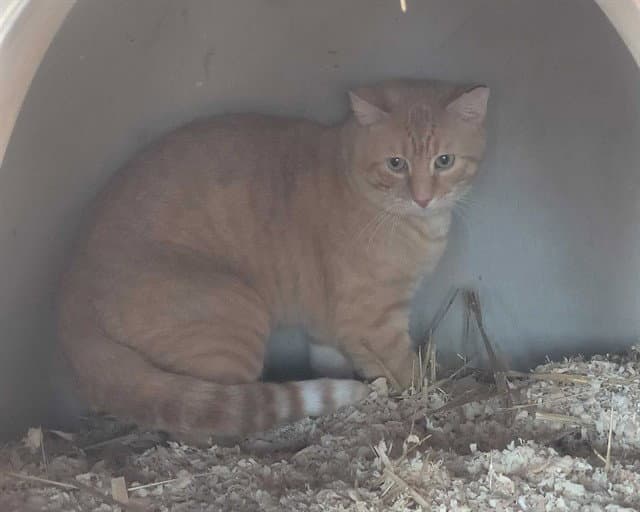 Duncan