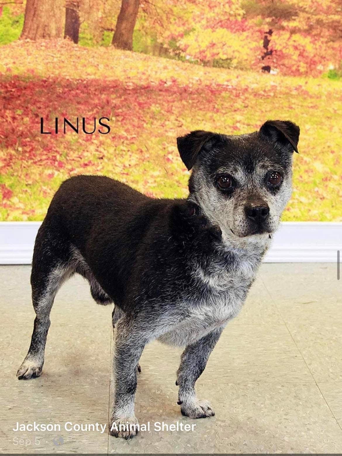 Linus
