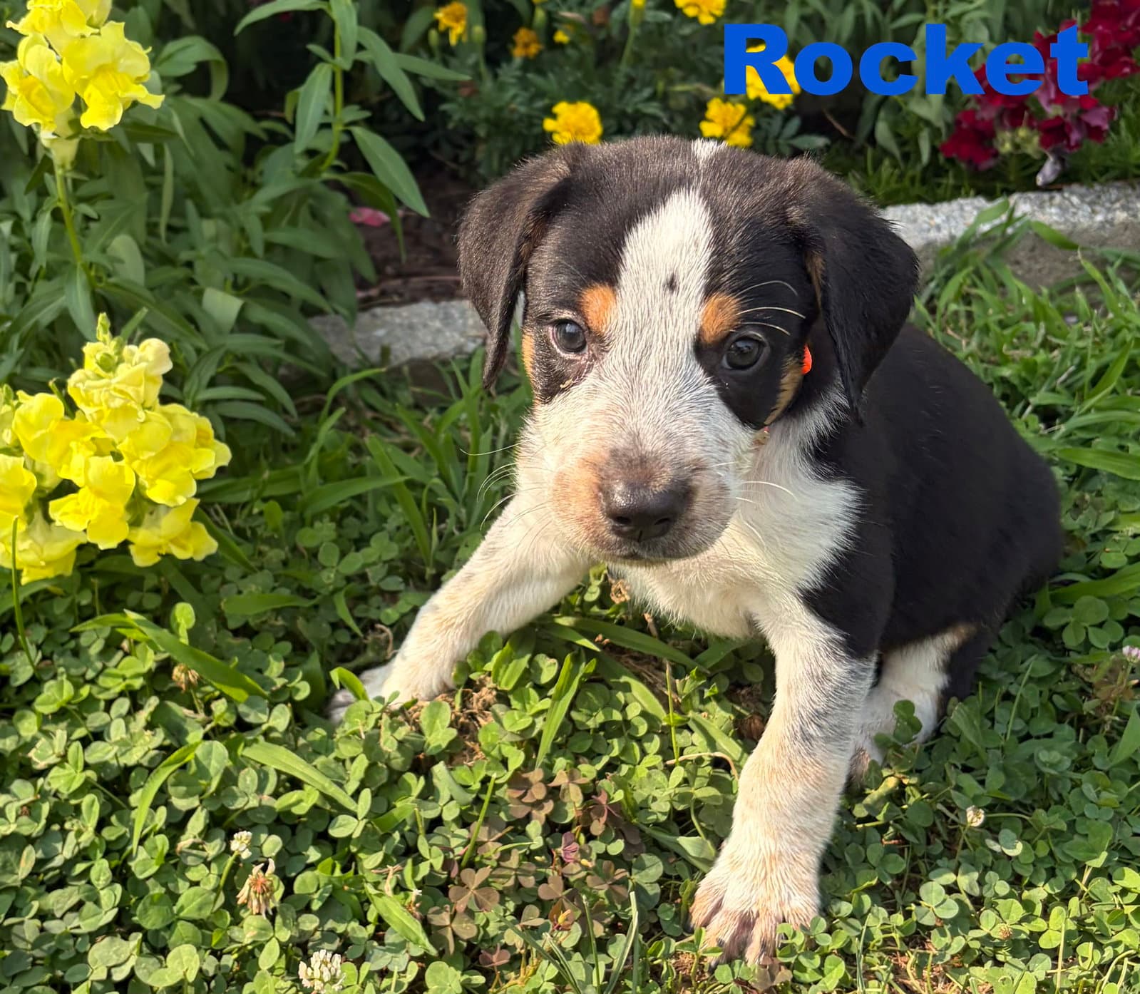 Rocket