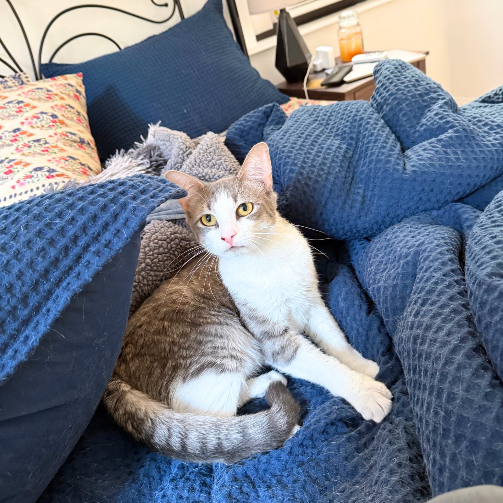 Bb