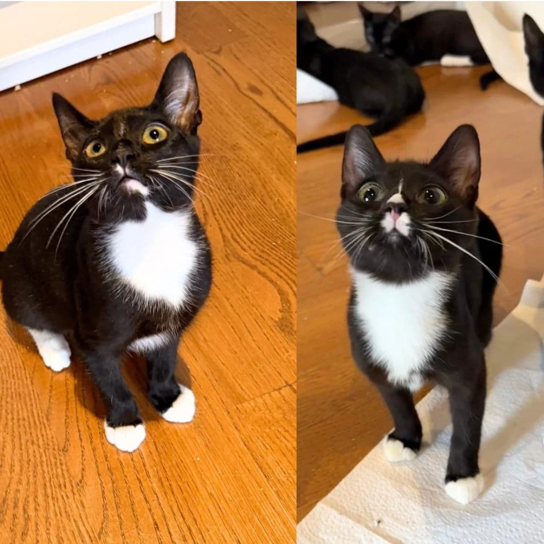 Mischief & Shenanigan