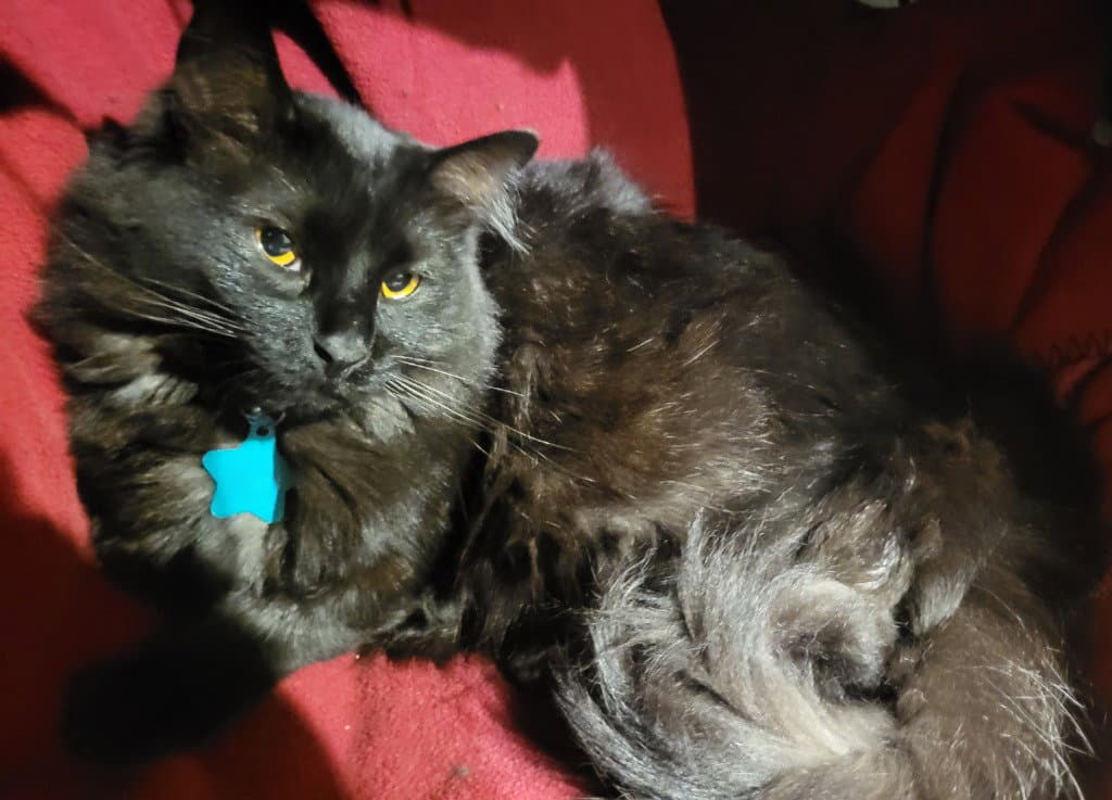 Mittens