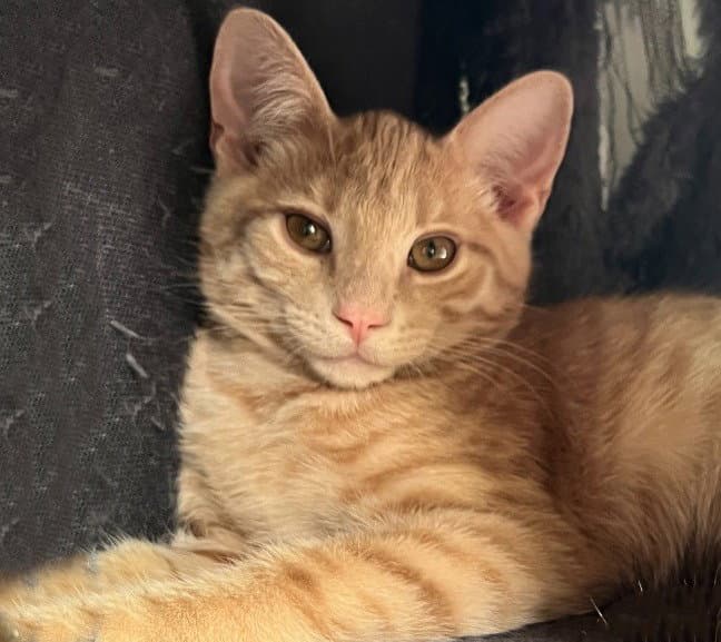 Bisque