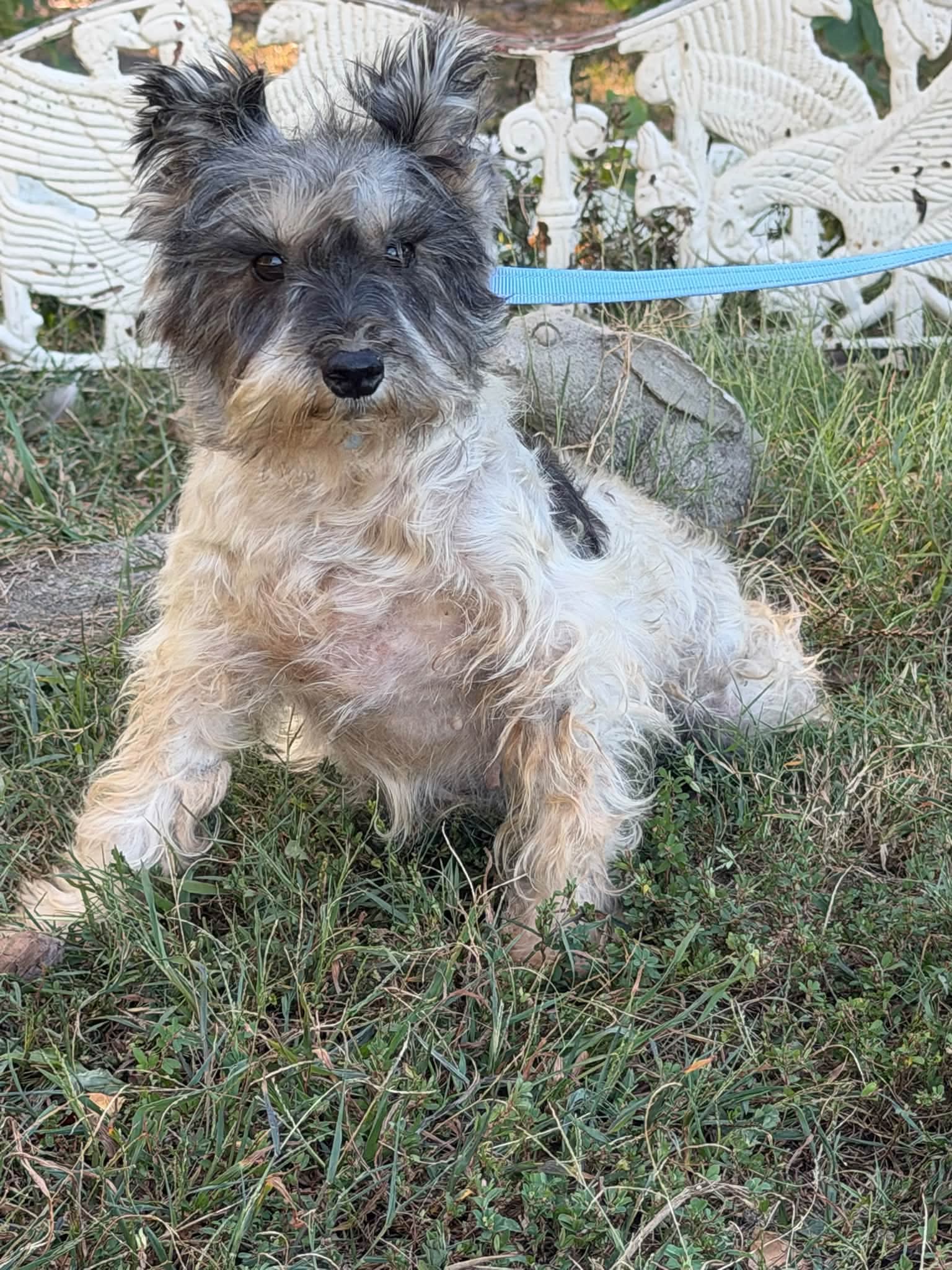 Cynthia