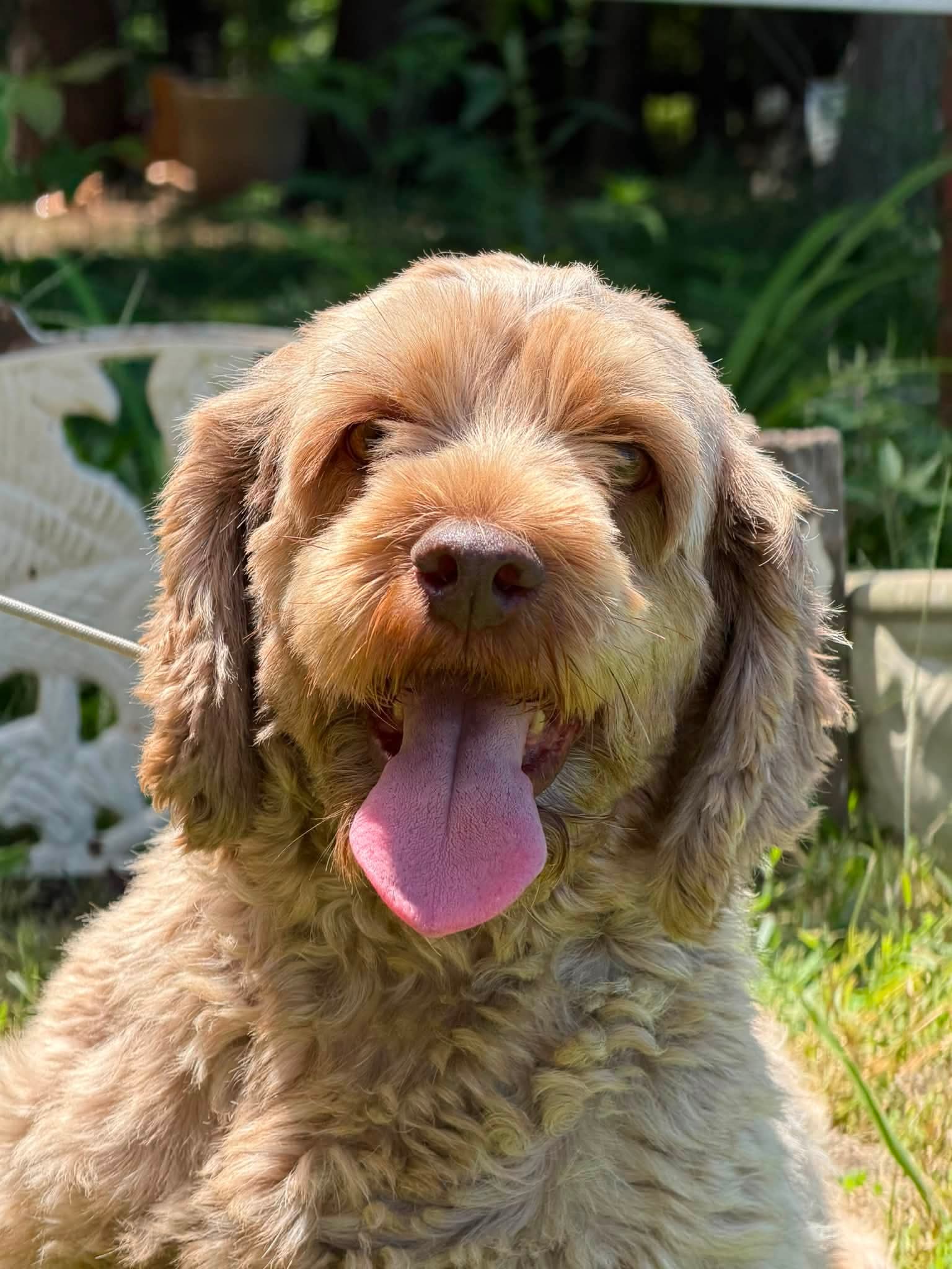 Maple/ADOPTED