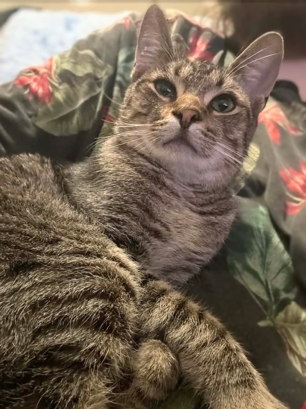 Mr. Kitty - HOME OR FOSTER HOME URGENTLY NEEDED!!!