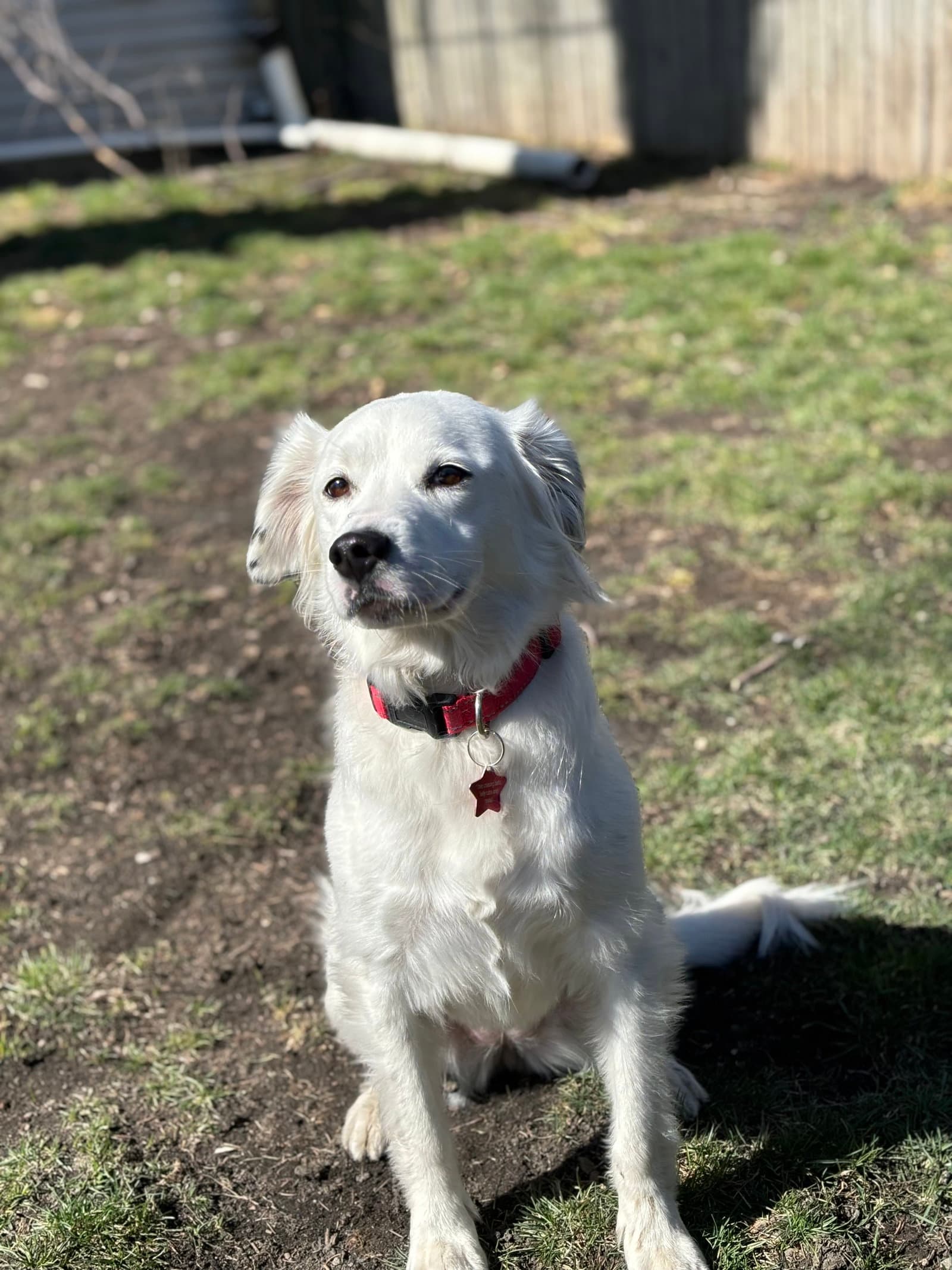 Lady (a courtesy listing in Oak Park, IL)