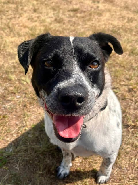 Chico