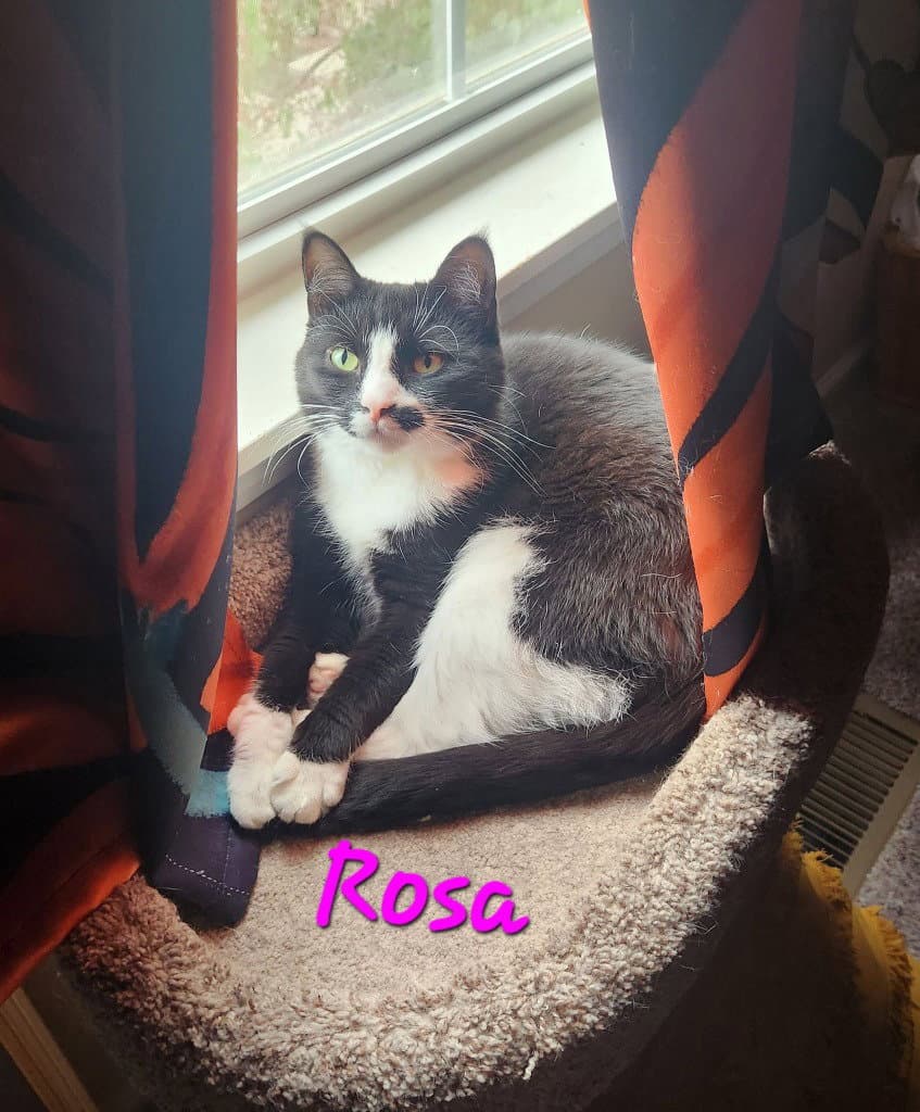 Rosa