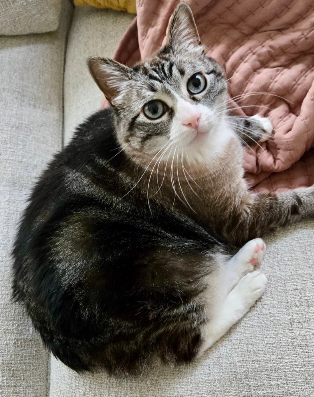 Mama Kitty - NC