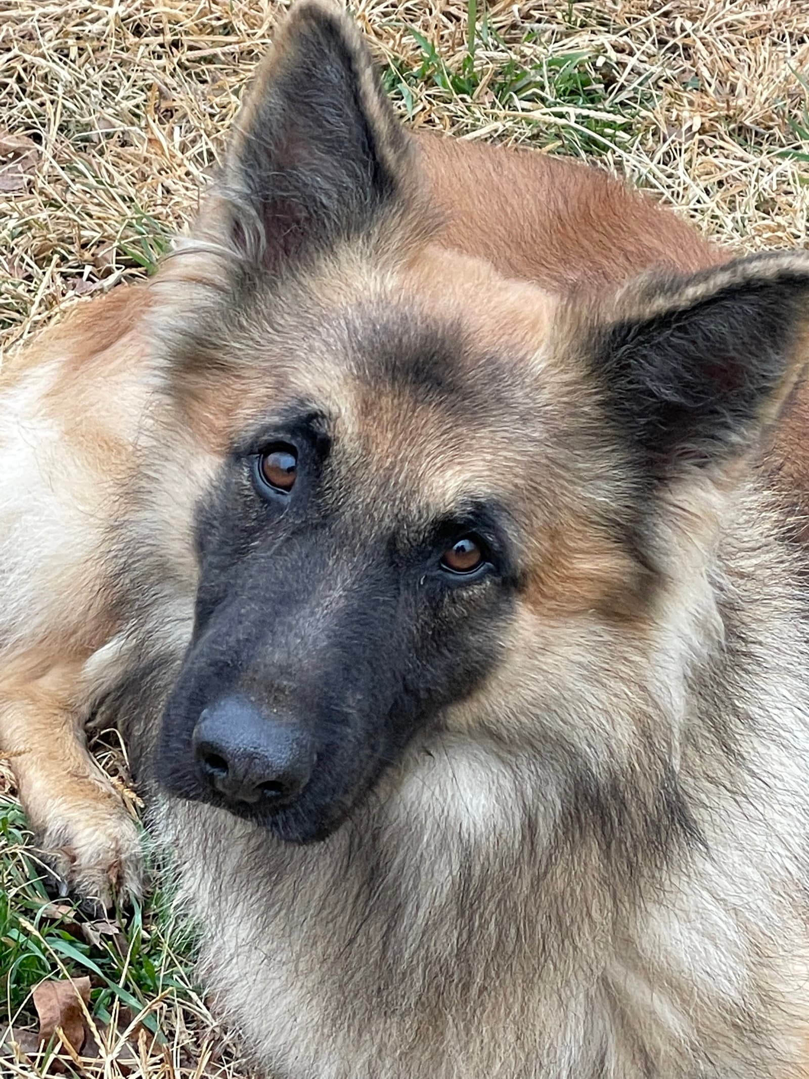 Bear