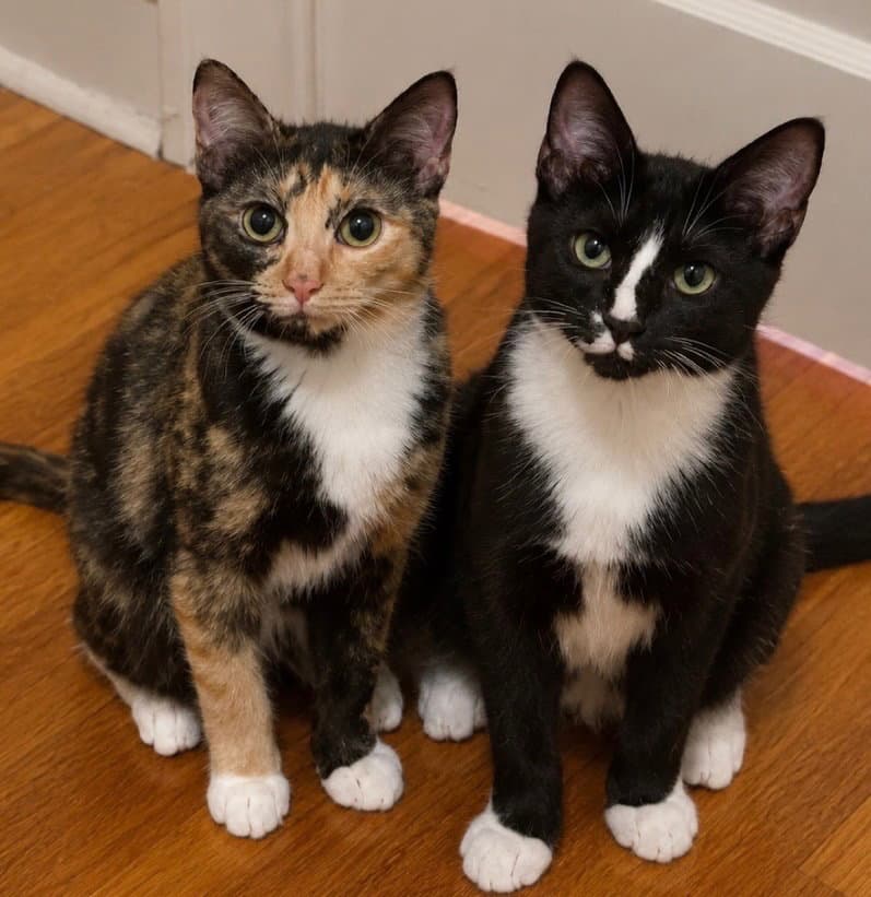 Pippi and Pablo