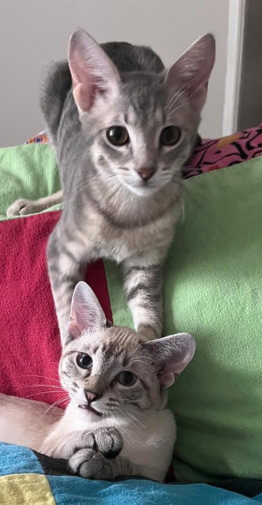Hippo and Patra