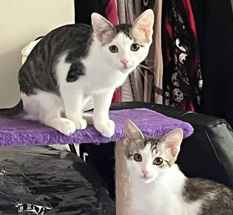 Loki and Lyra