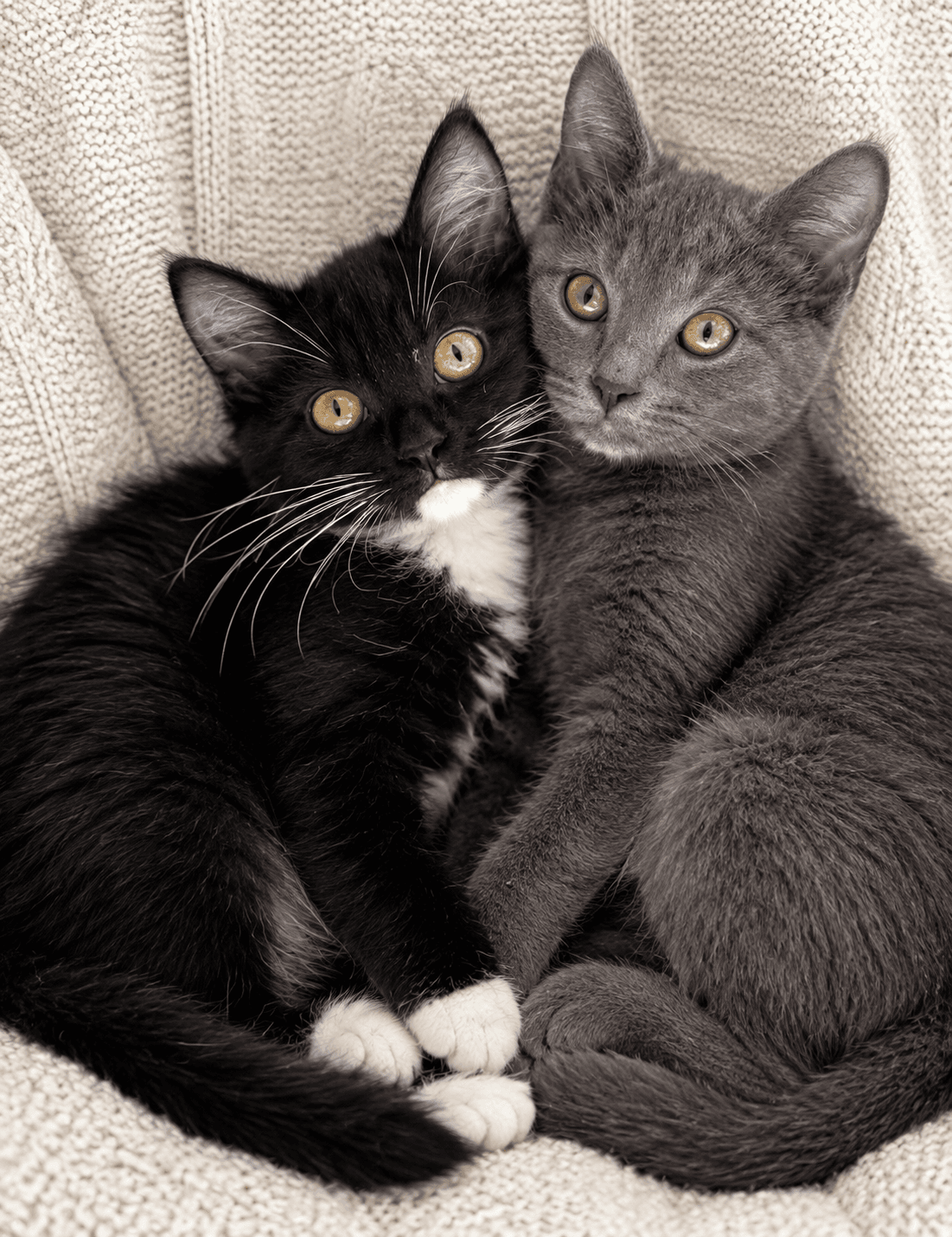Willow and Beeps