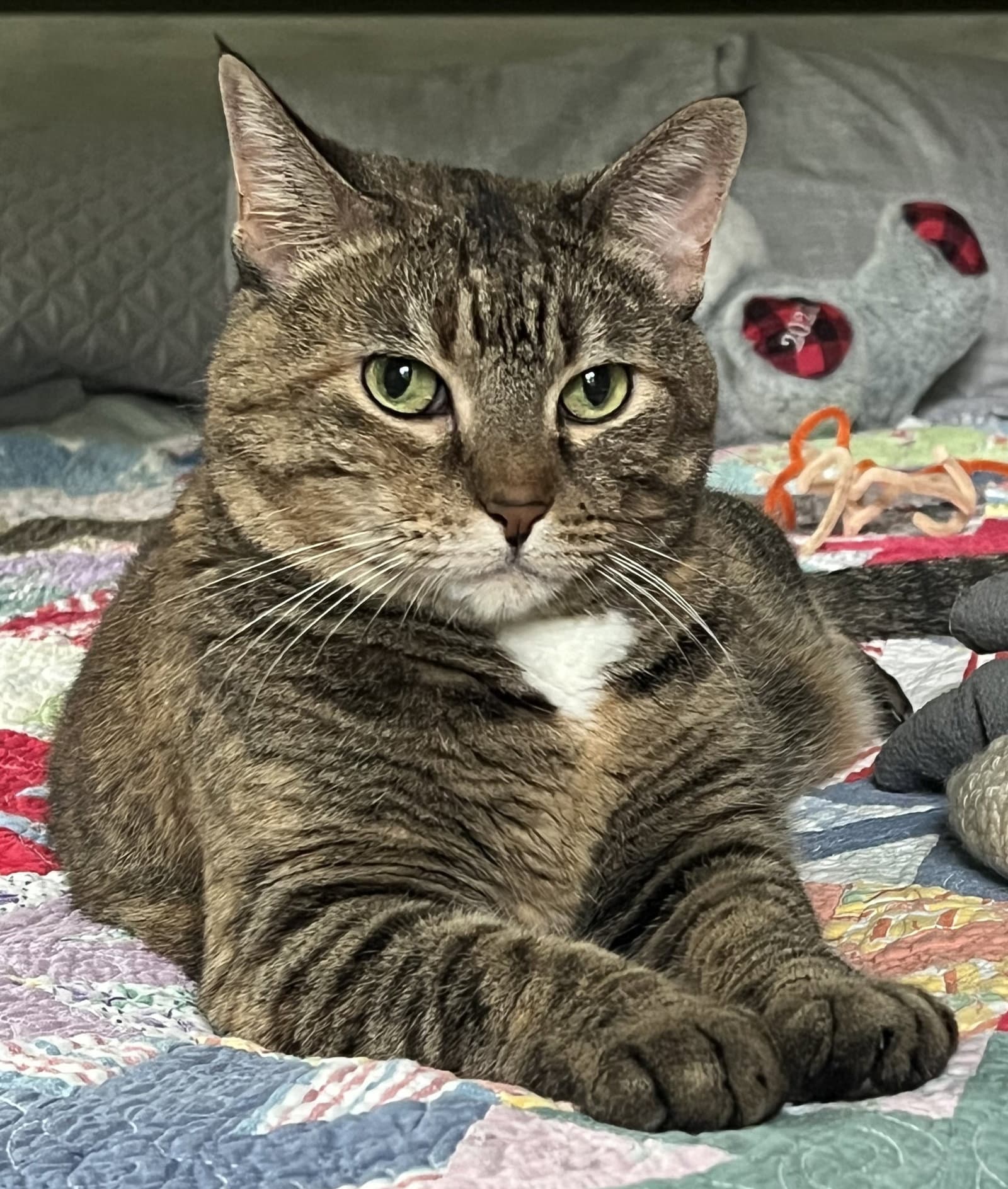 Miss Kitty