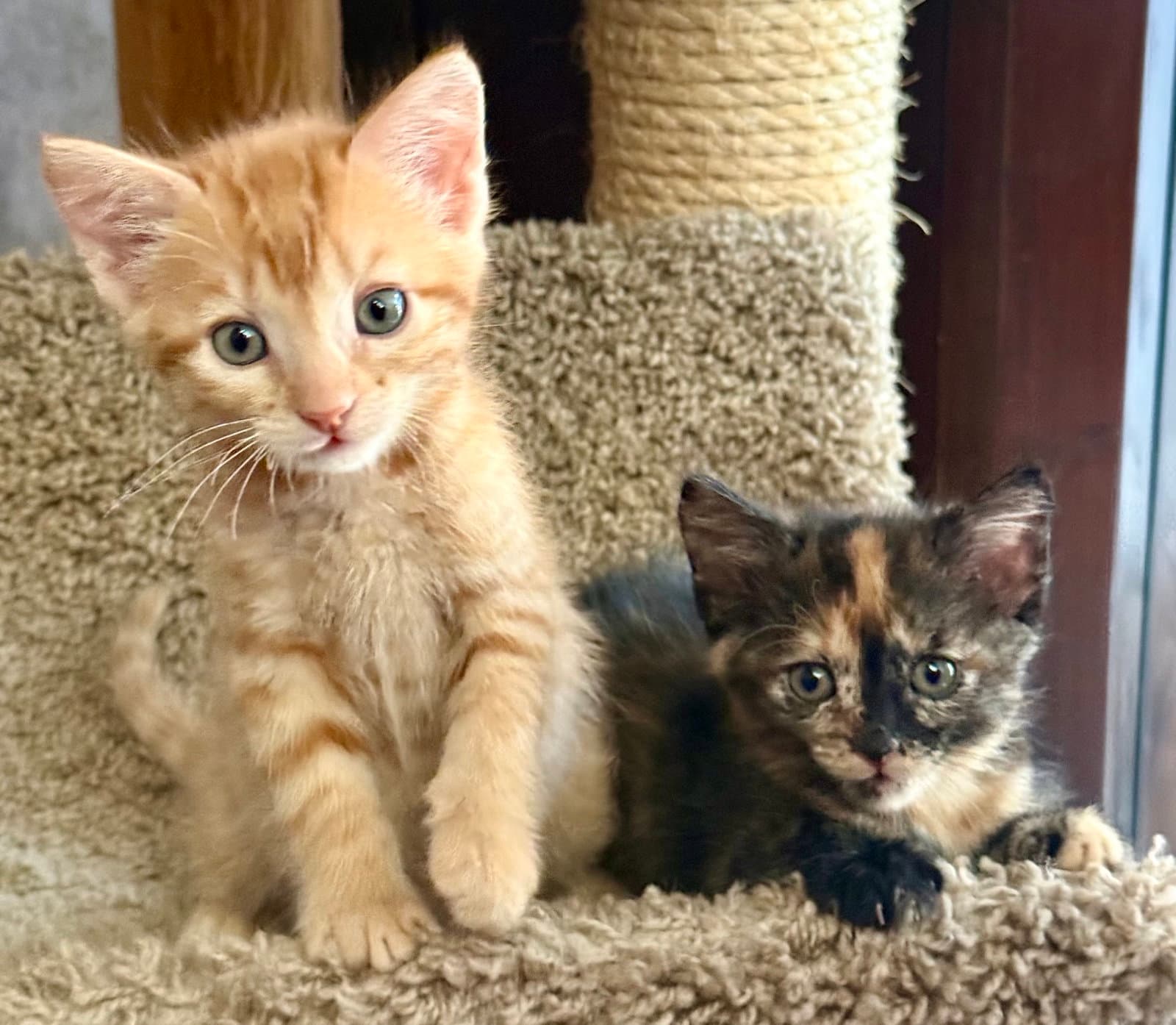 Ollie and Mollie