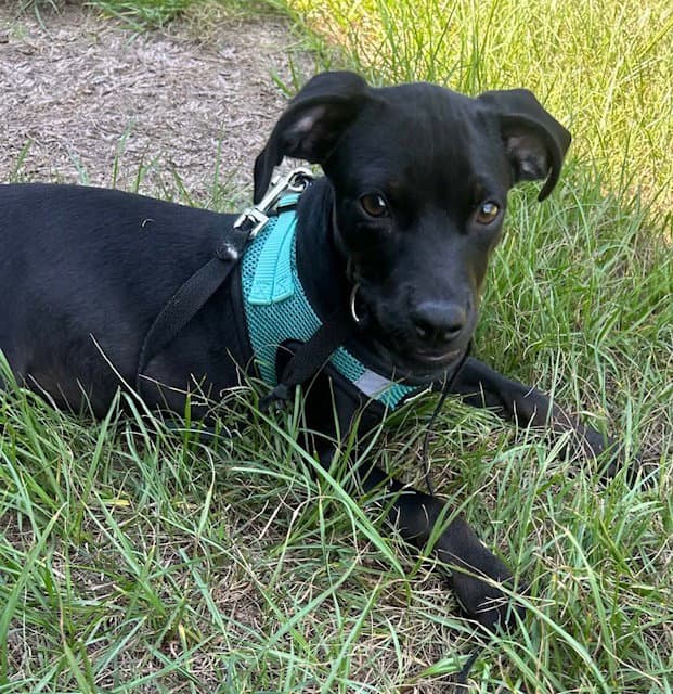 Gina