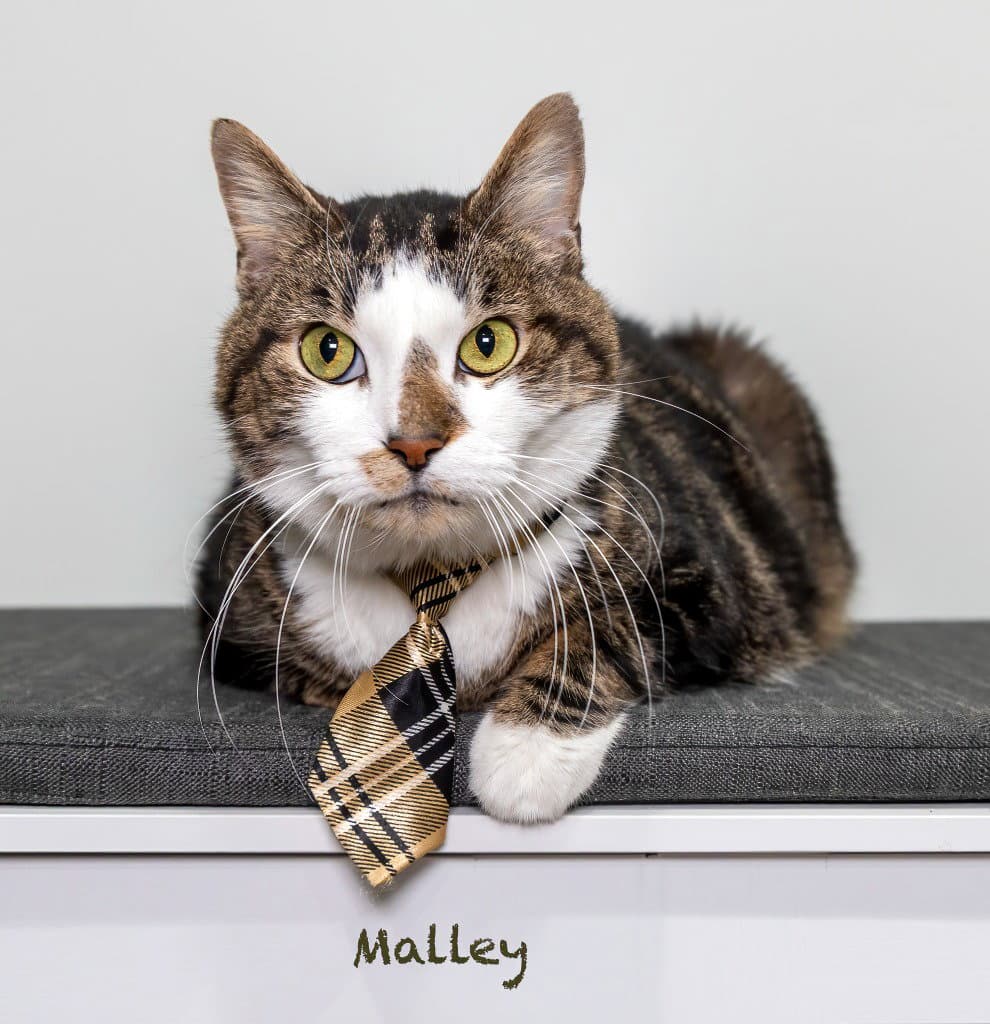 Malley