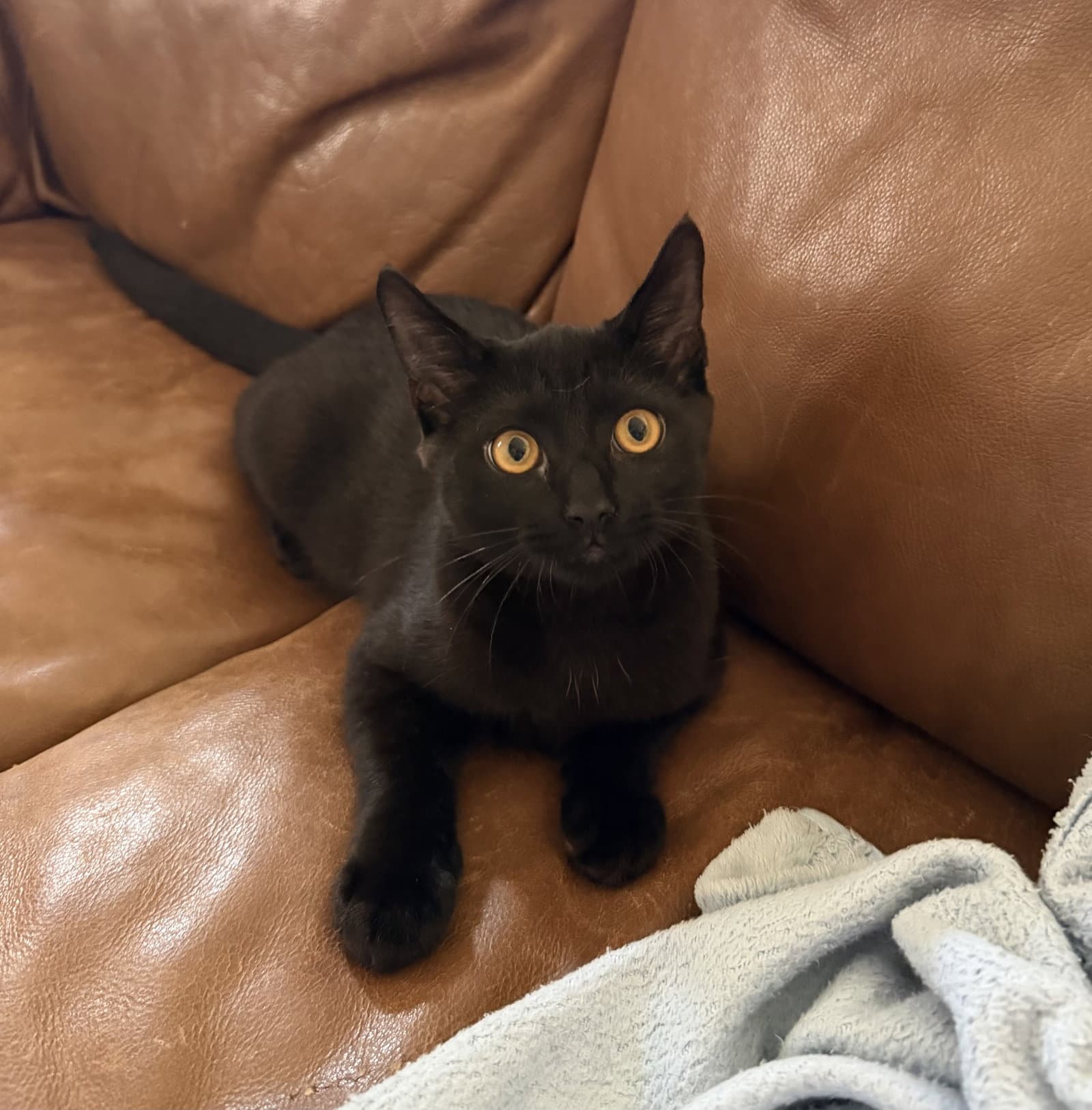 Jiji