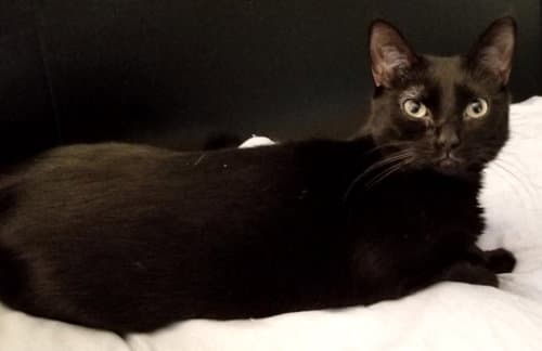 Amber - Petsmart Foster Home