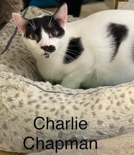Charlie Chapman - Cat room