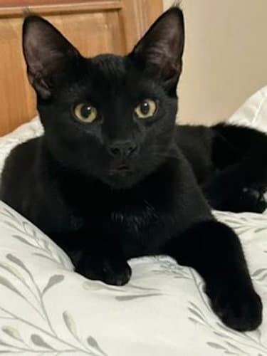 Ace - PSP Foster Home