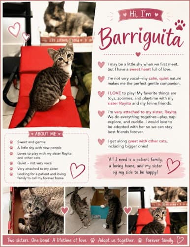 Barriguita -