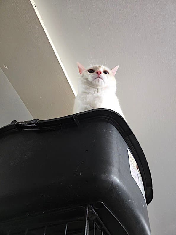Nala