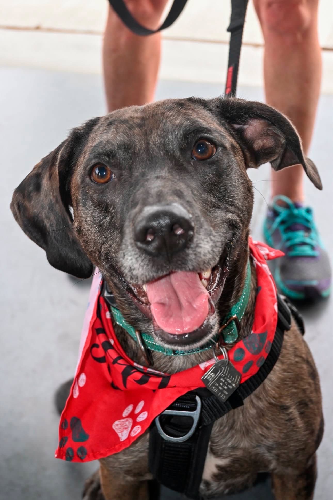 Dominic - Adoption Pending!