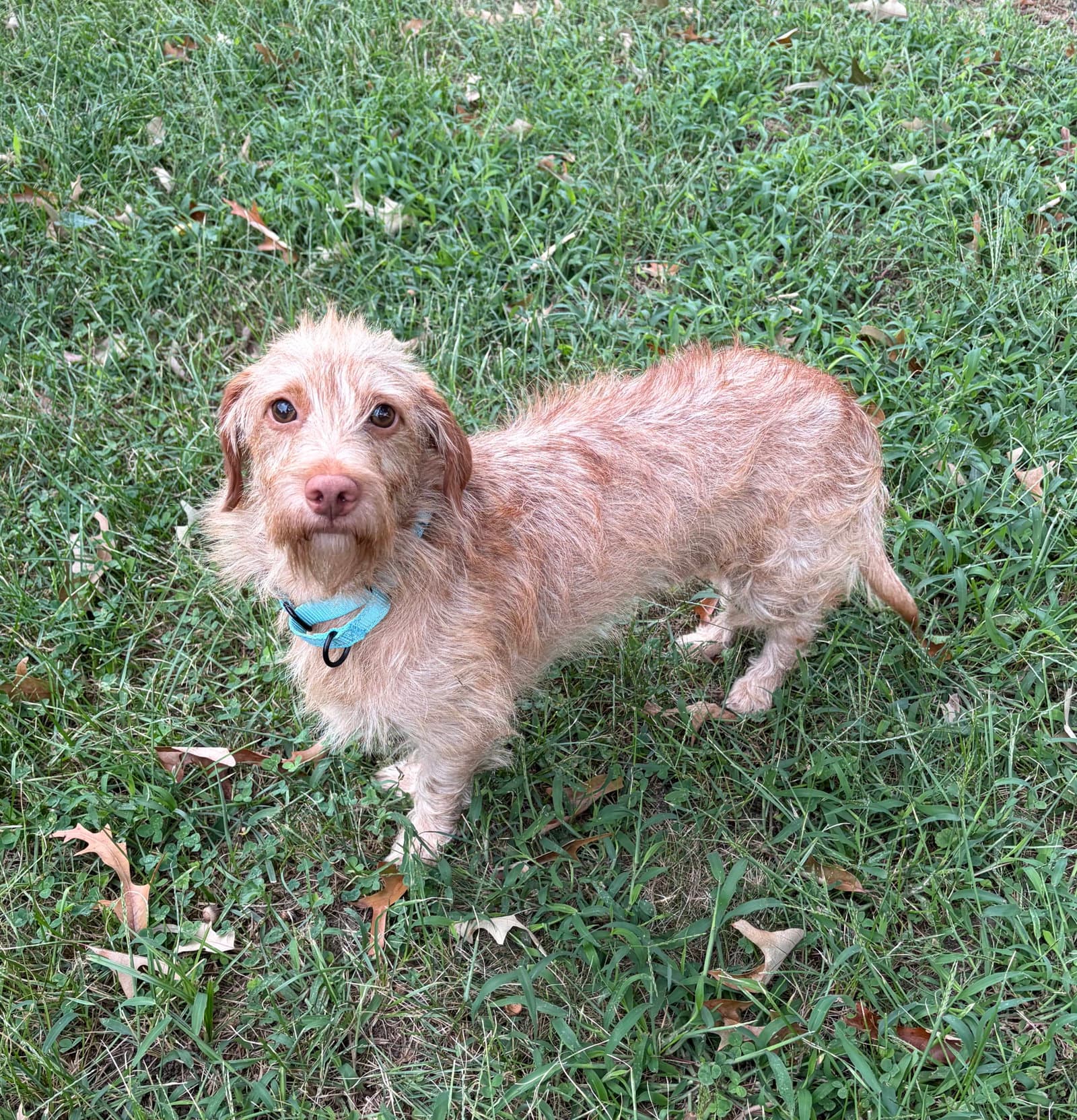 Buddy - tiny but mighty