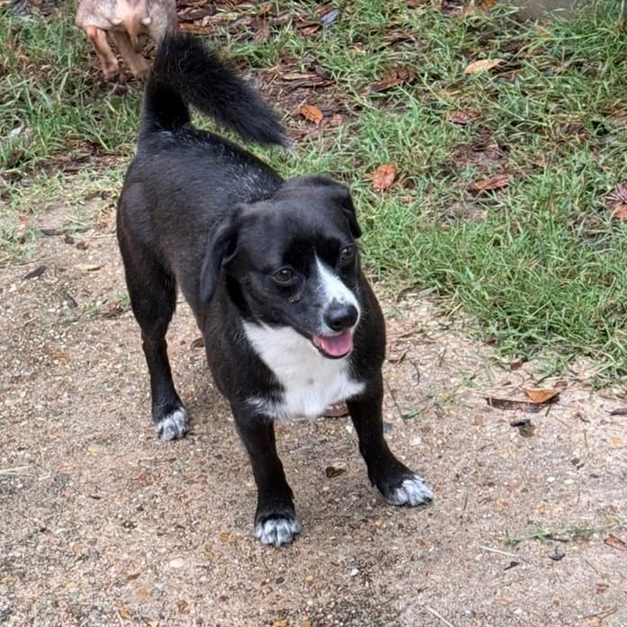 Sherman - shy sweetheart