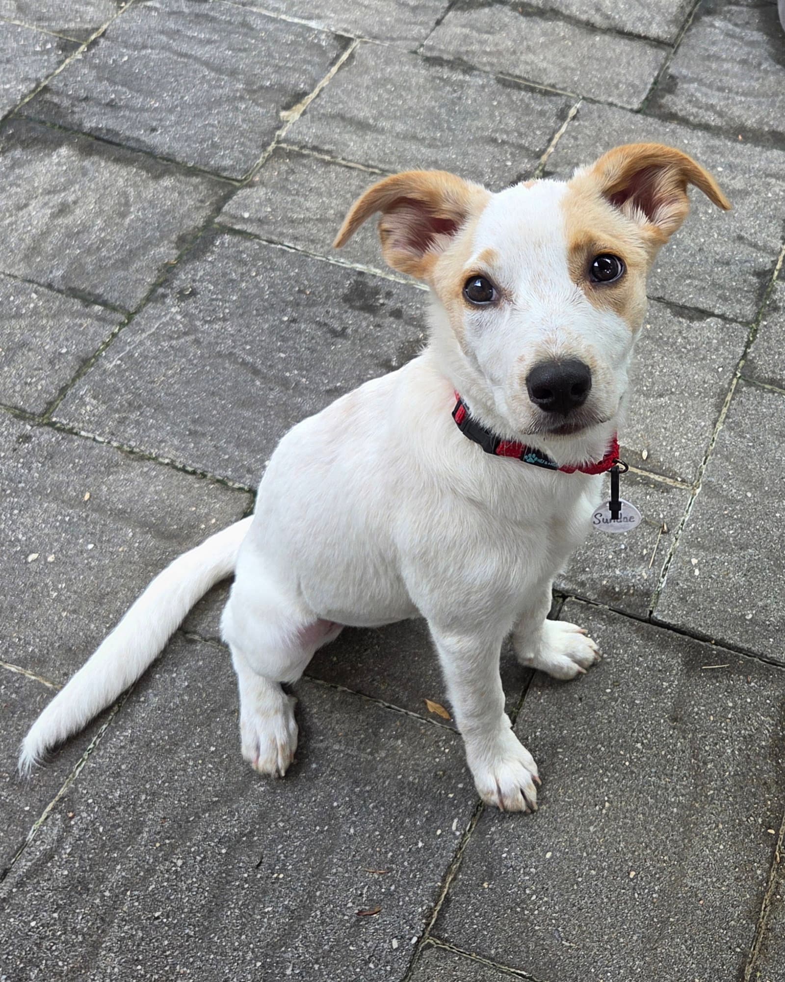 Sundae - as sweet as her name
