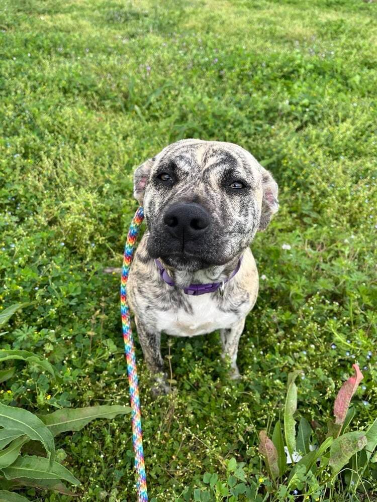 Lisa - Loving Goofball