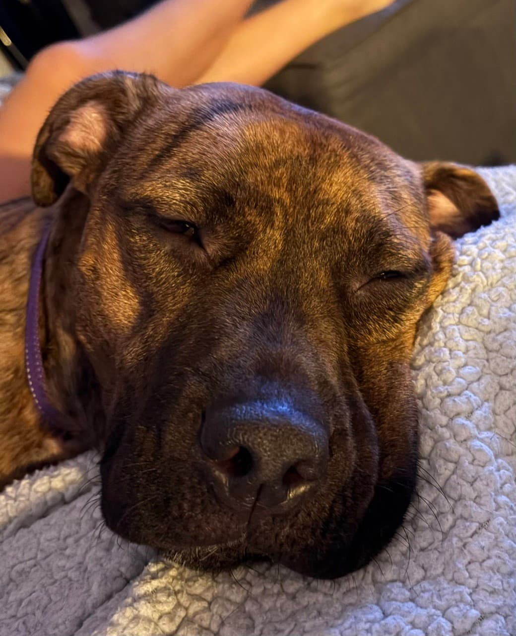 Ellie - brindle boxer beauty