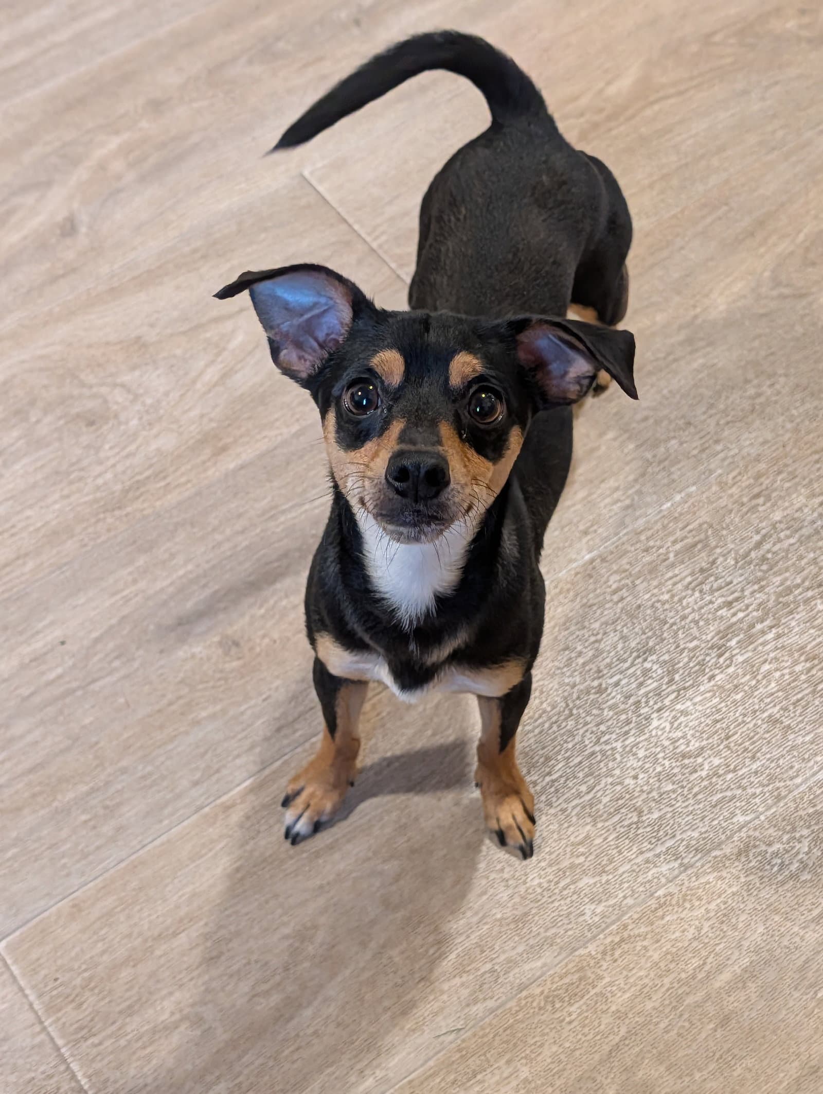 Cal- tiny but mighty