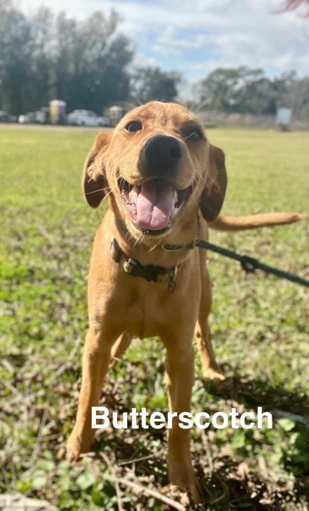 Butterscotch- as sweet as his name