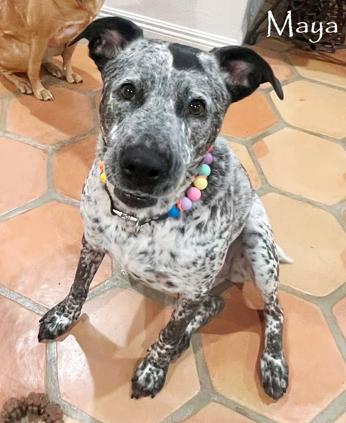 Maya