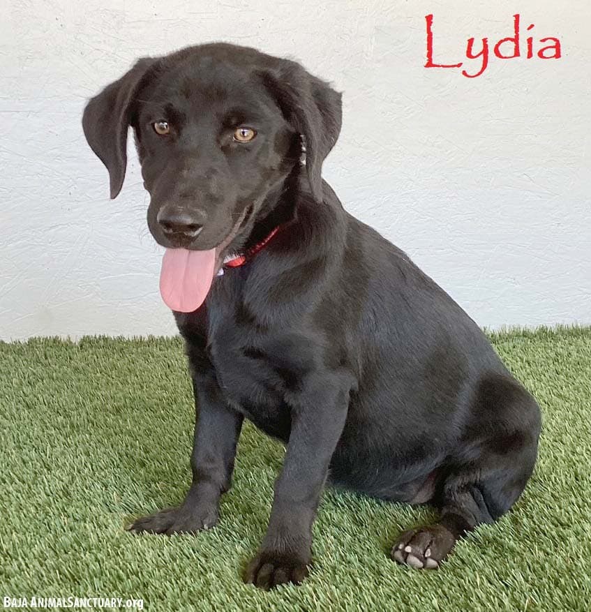 Lydia
