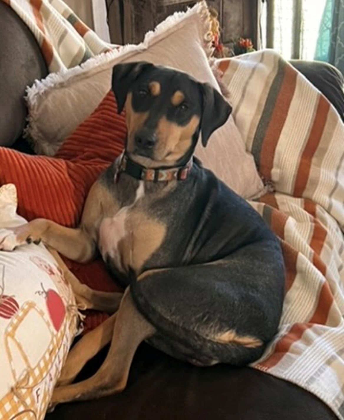 Luna - Courtesy Post